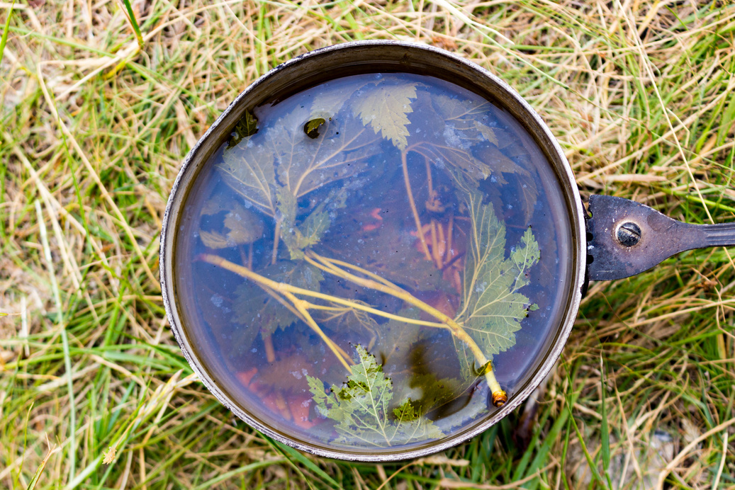 Tea from forest herbs